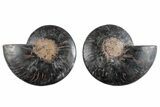 Cut & Polished Ammonite Fossil - Unusual Black Color #281369-1